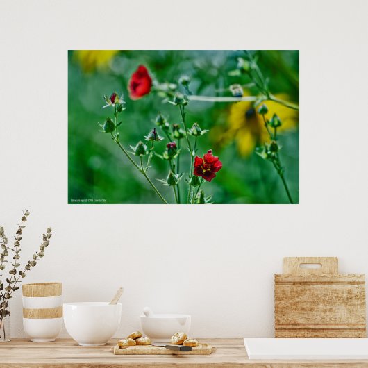 庭のフライバイ ポスター (キッチン)