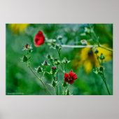 庭のフライバイ ポスター (正面)