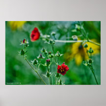 庭のフライバイ