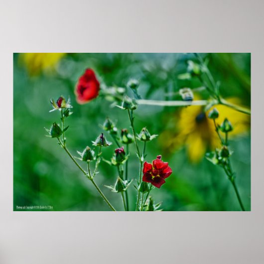 庭のフライバイ ポスター (正面)