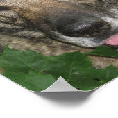 庭のフリガ ポスター (角)