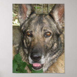 庭のフリガ ポスター