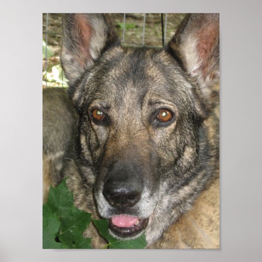 庭のフリガ ポスター (正面)