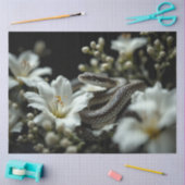 庭のヘビ 薄葉紙 (クラフト)