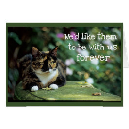 庭のベンチ-悔やみや弔慰のTortie猫