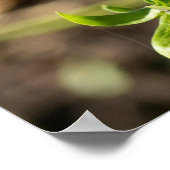 庭のポスターの一般的なバッキーバタフライ ポスター (角)