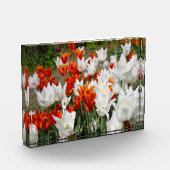 庭のポスターの白と生姜のチューリップ フォトブロック (左)