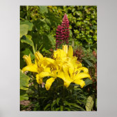 庭のユリ。 ポスター (正面)
