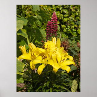 庭のユリ。 ポスター