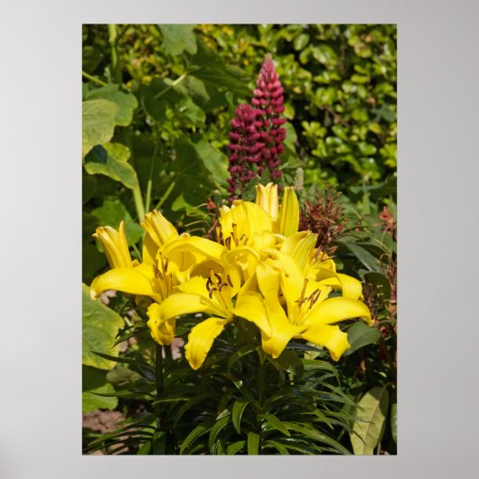 庭のユリ。 ポスター (正面)
