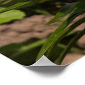 庭のユリ。 ポスター (角)