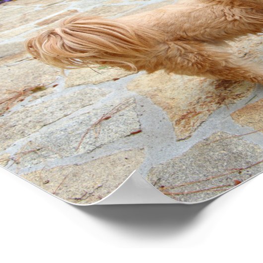 庭のラサ・アプソ犬 ポスター (角)