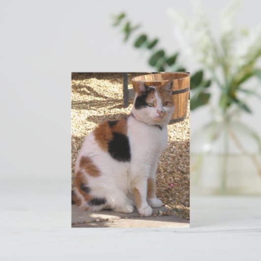 庭の三毛猫 ポストカード (スタンド正面)