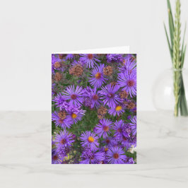 庭の写真に紫色のアスターの花 カード