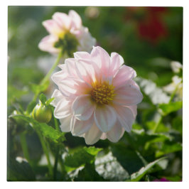 庭の写真の白いダリア タイル