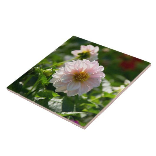 庭の写真の白いダリア タイル (側面)