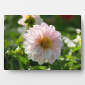 庭の写真の白いダリア フォトプラーク (正面)