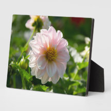 庭の写真の白いダリア