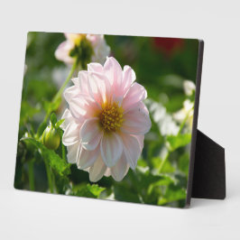 庭の写真の白いダリア フォトプラーク