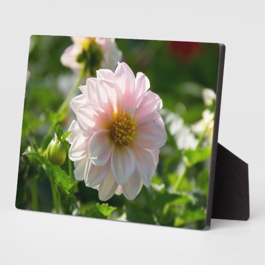 庭の写真の白いダリア フォトプラーク (側面)