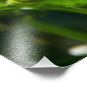 庭の写真の白いダリア フォトプリント            (角)