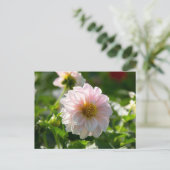 庭の写真の白いダリア ポストカード (スタンド正面)