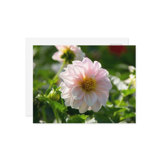庭の写真の白いダリア ポストカード (正面/裏面インサイチュ)