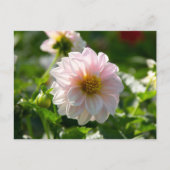庭の写真の白いダリア ポストカード (正面)