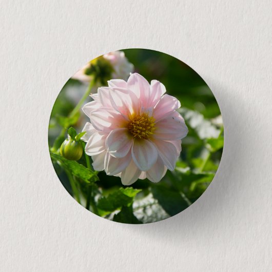庭の写真の白いダリア 缶バッジ (正面)