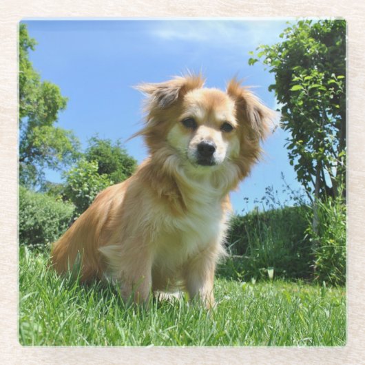 庭の可愛い子犬の写真 ガラスコースター (正面)