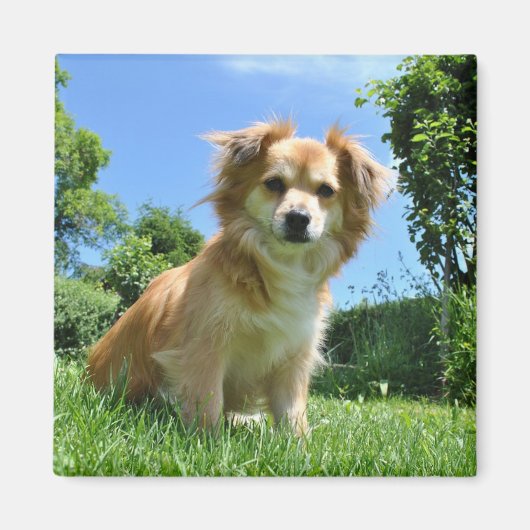 庭の可愛い子犬の写真 マグネット (正面)