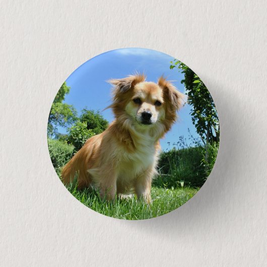 庭の可愛い子犬の写真 缶バッジ (正面)
