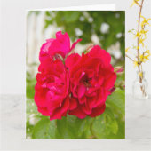 庭の大きな赤いバラ カード (黄色い花)
