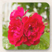 庭の大きな赤いバラ コースター (正面)