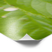 庭の大きな赤いバラ フォトプリント            (角)