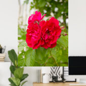 庭の大きな赤いバラ ポスター (ホームオフィス)