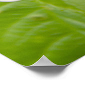 庭の大きな赤いバラ ポスター (角)