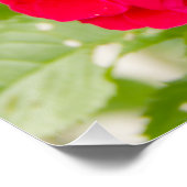 庭の大きな赤いバラ ポスター (コーナー)