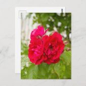 庭の大きな赤いバラ ポストカード (正面/裏面)