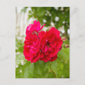 庭の大きな赤いバラ ポストカード (正面)