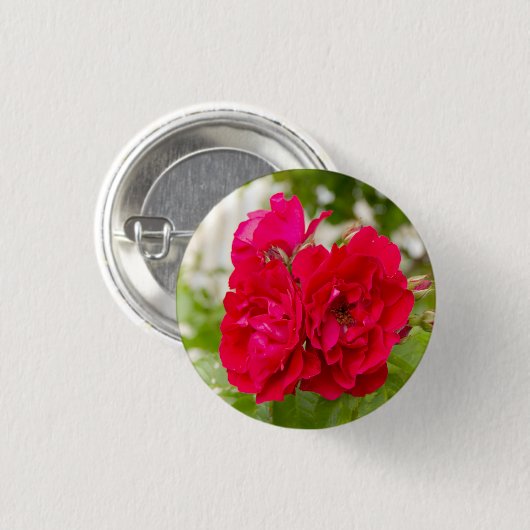 庭の大きな赤いバラ 缶バッジ (正面&裏面)