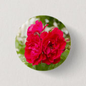 庭の大きな赤いバラ 缶バッジ (正面)