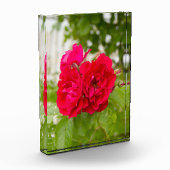 庭の大きな赤いバラp フォトブロック (左)