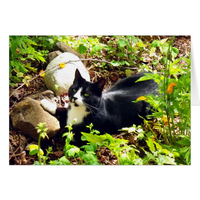 庭の子猫 (正面横)