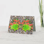 庭の小石の多肉植物 案内状 (正面)