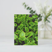 庭の新しい緑のハスタ植物 ポストカード (スタンド正面)