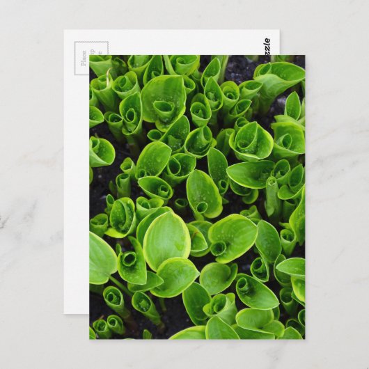 庭の新しい緑のハスタ植物 ポストカード (正面/裏面)