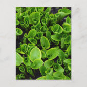 庭の新しい緑のハスタ植物 ポストカード (正面)