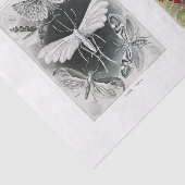 庭の昆虫とフローラの分離 薄葉紙 (詳細)