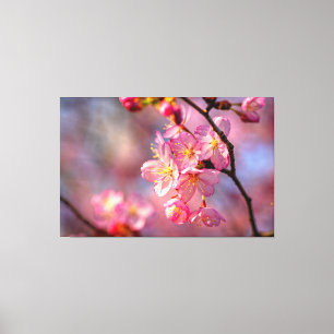庭の桜の木に涼しいサクラの花が咲いている キャンバスプリント